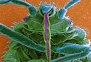 《帝国时代4》Steam永降：国区199元 中国台湾58元